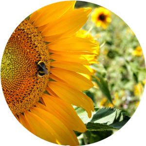 wellbeing - intuitive coaching